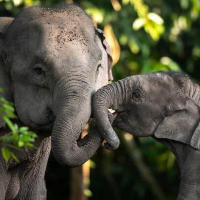 Mum and baby elephant