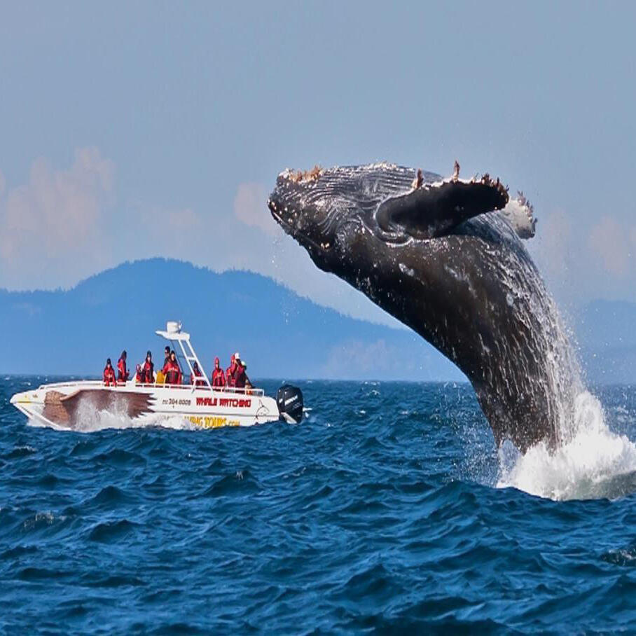 Mirissa whale watching