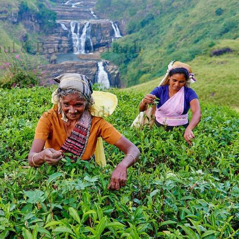 Tea plantation